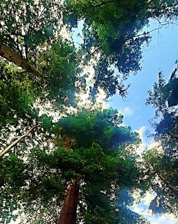 Woodland